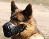 When to Use (and Not to Use) Dog Muzzle - ForDogTrainers Blog