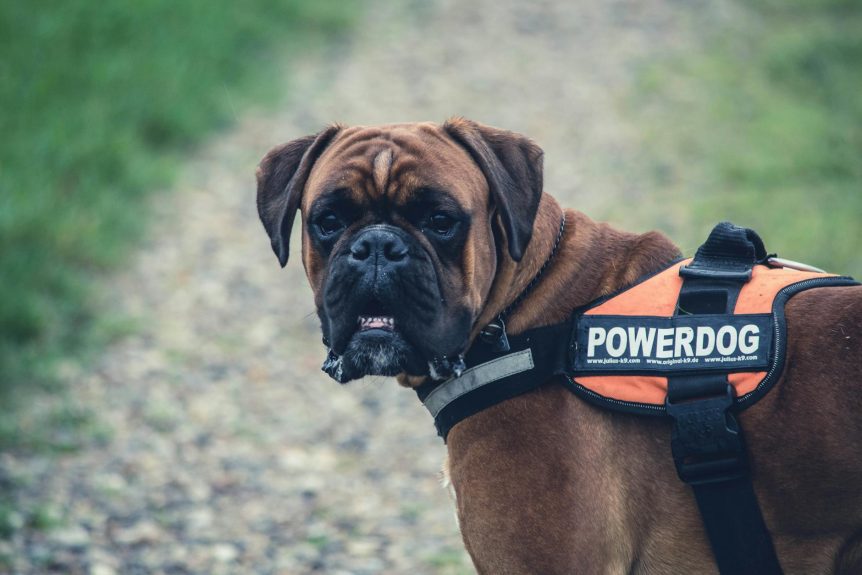 dog harness with handle