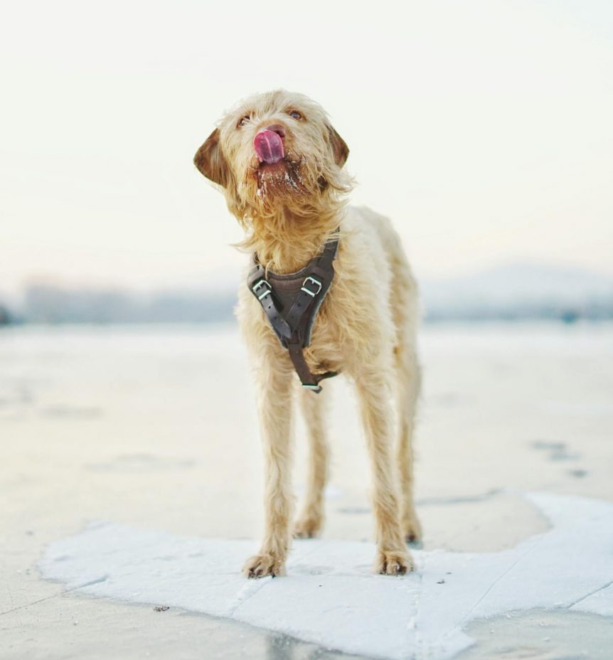 leather dog harness