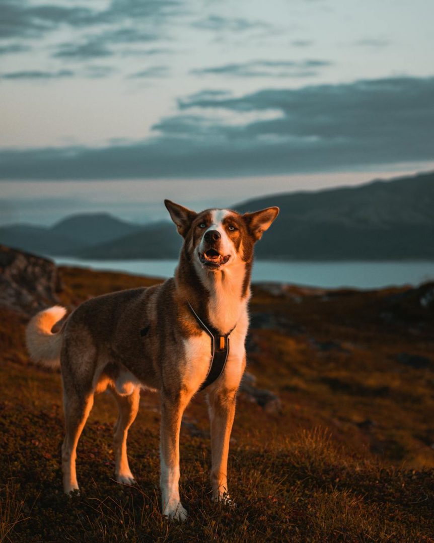 step-in dog harness