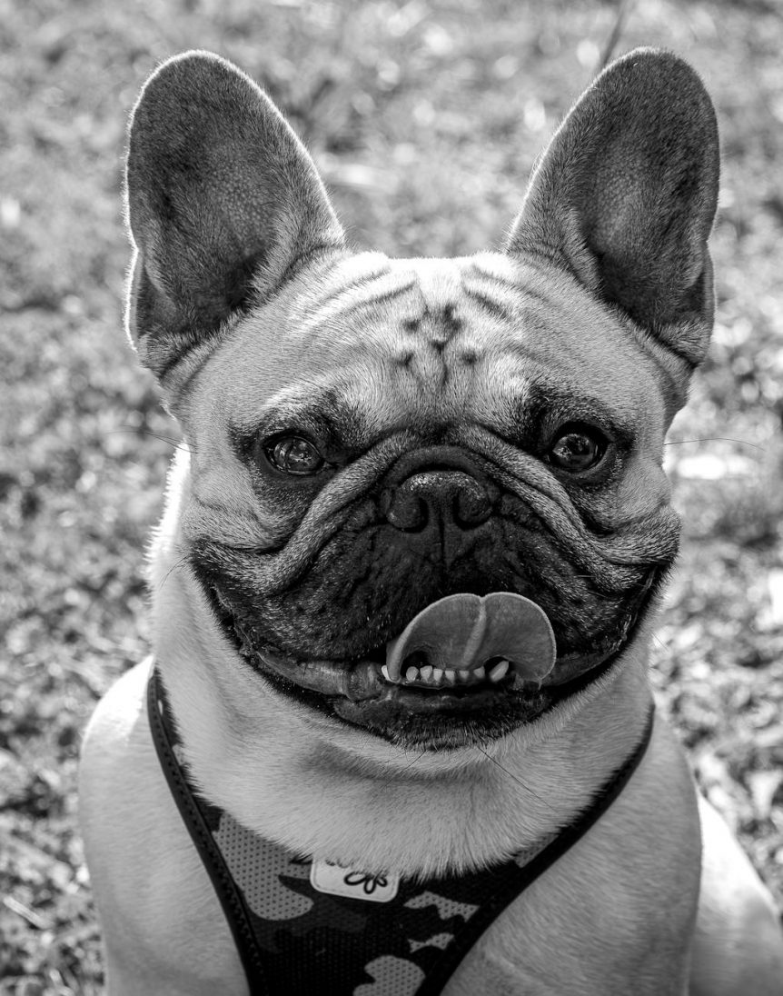 best harnesses for bulldogs