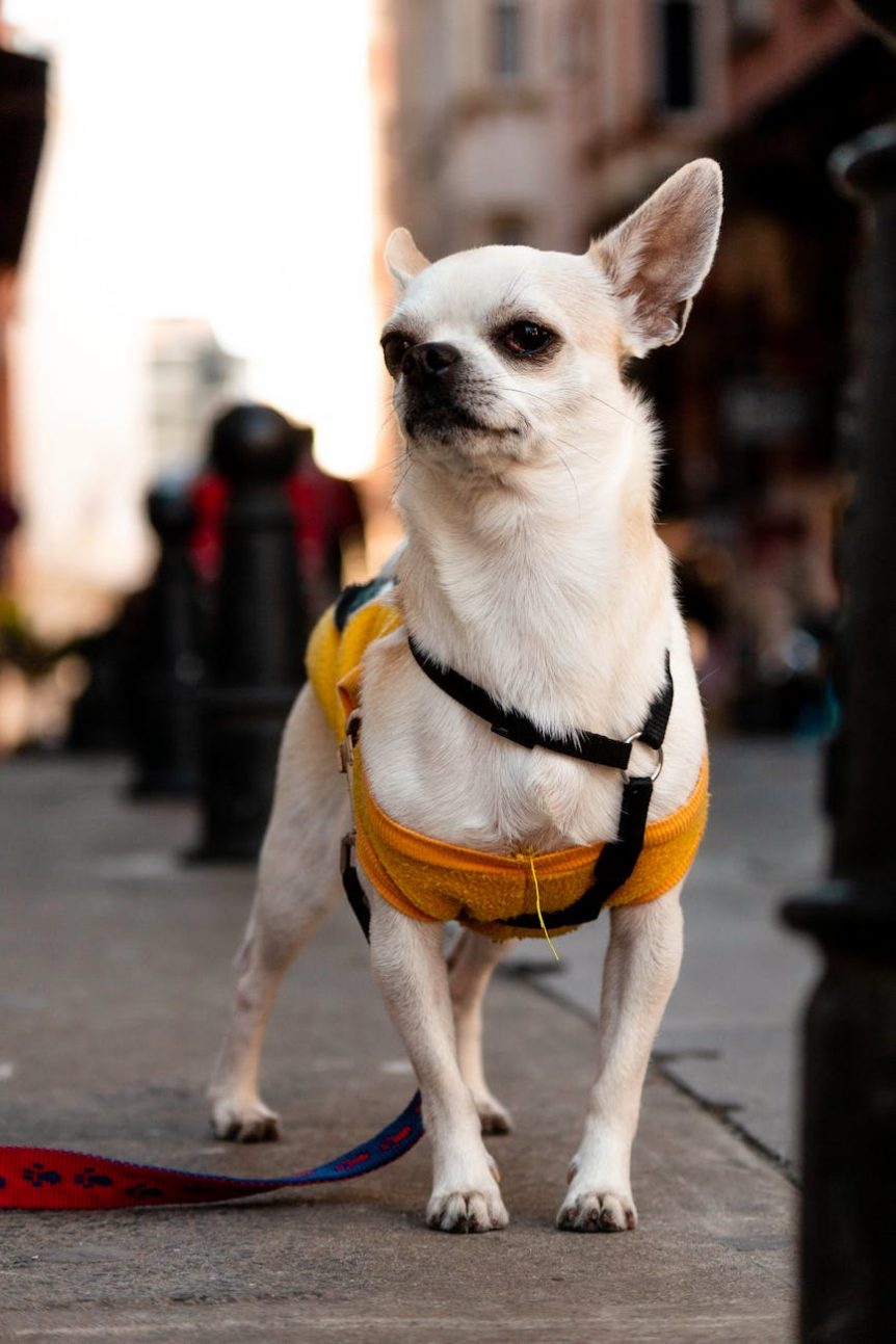 choosing the right harness for toy breeds