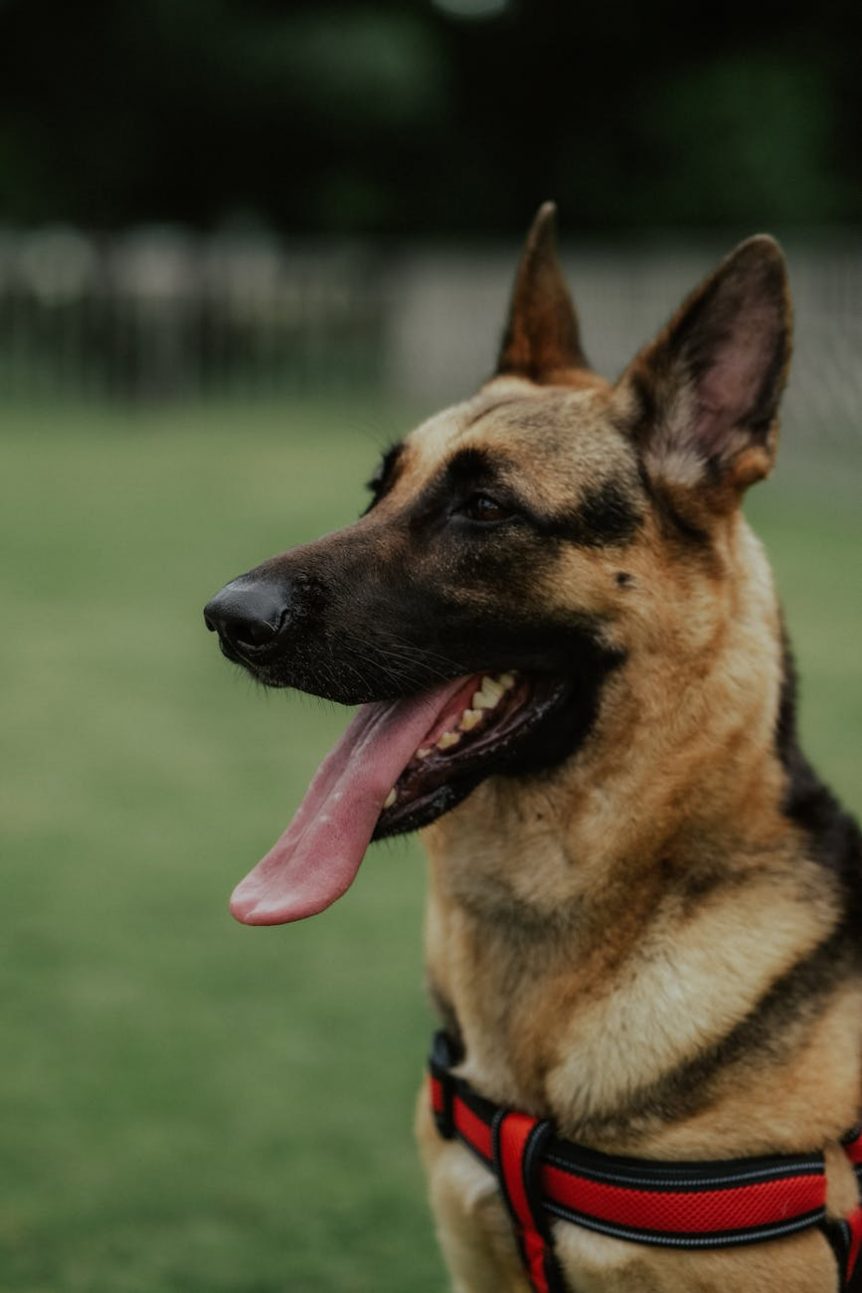 harnesses for working breeds
