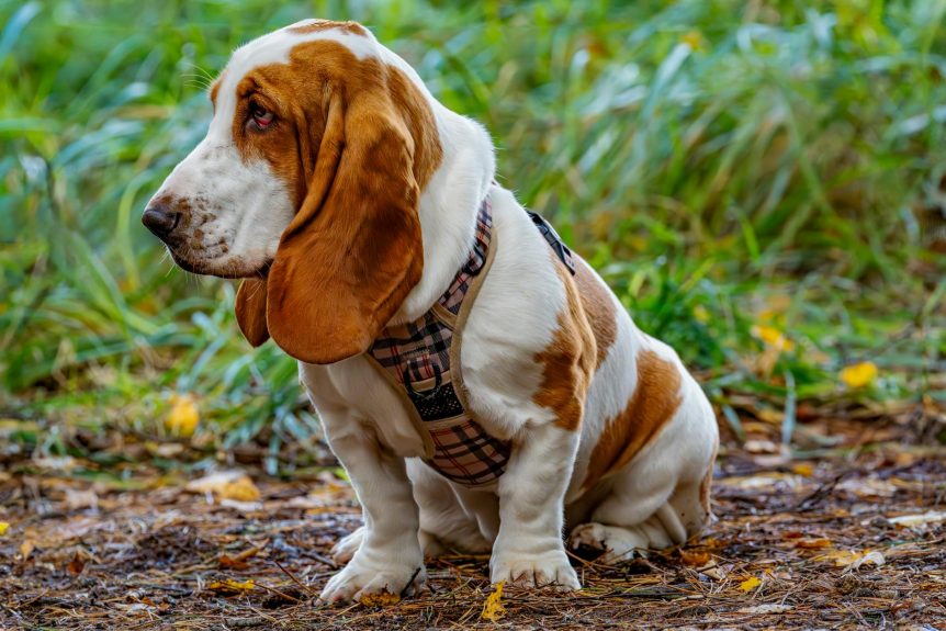 harness considerations for long-backed breeds