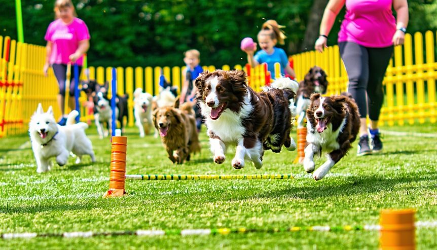 dog sports & agility