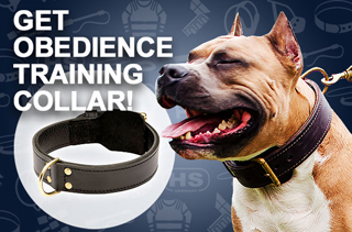 Training Dog
collar