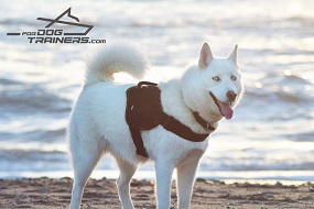 Aika Shows Well Fitting Adjustable Nylon Husky Harness for Tracking Aika Shows Well Fitting Adjustable Nylon Husky Harness for Tracking