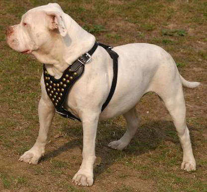 leather dog harness for american bulldog