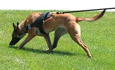 belgian malinois accessories