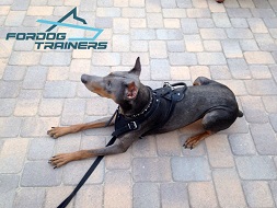 Doberman Dog 【Training】 Set of High-Quality Synthetics and 3 Toys as a Gift  : Doberman Breed: Dog Harness, Doberman Muzzle, Dog Collars