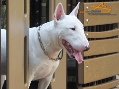 English Bullterrier Bullet Controlled with Curogan Martingale Dog Collar English Bullterrier Bullet Controlled with Curogan Martingale Dog Collar