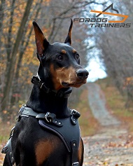 https://www.fordogtrainers.com/images/Doberman-Harness-Leather-for-Daily-Use-Ripley-H1.jpg