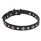 Buy today dog collar - best selection of dog collars - over 100 types ...
