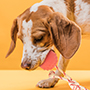Solid Rubber  Dog Ball Water Toy - Medium Size