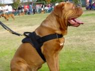 nylon dog harness for dogue de bordeaux