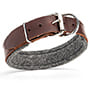 *Boogie wearing our exclusive Padded Leather dog collar - C24_5