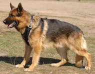 leather dog harness for german shepherd