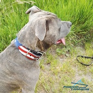 Handsome American Staffordshire Presenting Handpainted Leather Dog Collar Handsome American Staffordshire Presenting Handpainted Leather Dog Collar