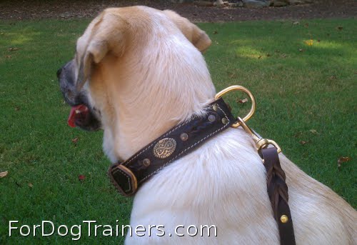 This braided  leather collar suits Kahlua perfect