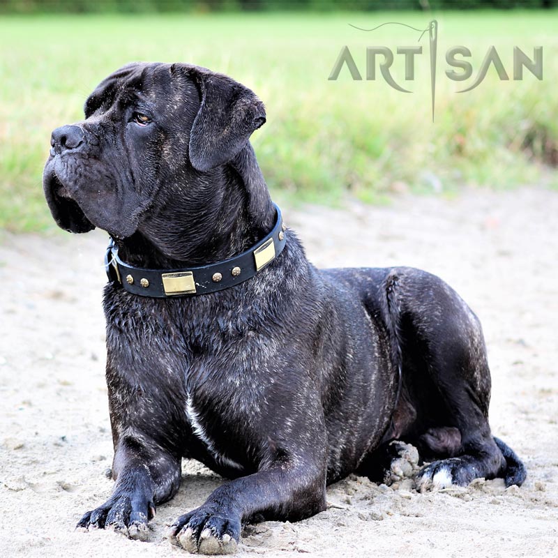 Absolutely Gorgeous Cane Corso Chief Presenting Exclusive Leather Dog Collar C291 1073 Leather Dog Collar with Old Look Decorations 1 1 2 inch 40mm wide 52.99