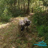 Two Weimeraners Walking in FDT S Leather Basket Dog Muzzle with Perfect Ventilated Design Two Weimeraners Walking in FDT S Leather Basket Dog Muzzle with Perfect Ventilated Design