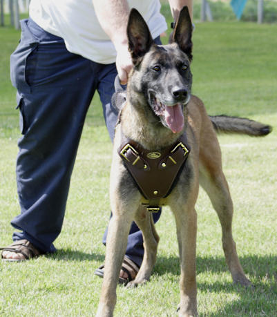tracking/pulling/agitation/attack leather dog harness
