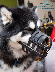 *Holly Malamute Presents Leather Basket Muzzle for Safe Walking and Pro Training *Holly Malamute Presents Leather Basket Muzzle for Safe Walking and Pro Training
