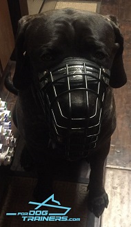 Presta Canario *Cabo Wears Wire Basket Muzzle Presta Canario *Cabo Wears Wire Basket Muzzle