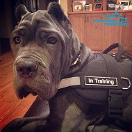 Neapolitan Mastiff Nylon Dog Harness with Reflective Front Strap