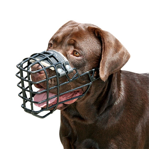 Dog muzzle for labrador outlet
