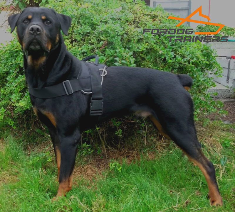 rottweiler dog collar