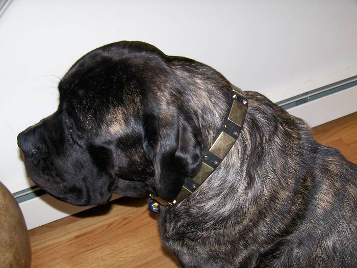 dog collar for Mastiffs