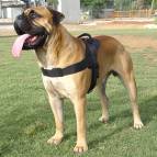 bullmastiff dog harness