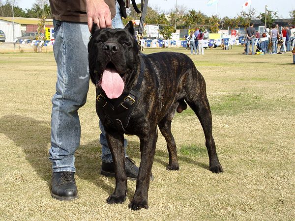 Agitation Protection Attack Leather Dog Harness Perfect