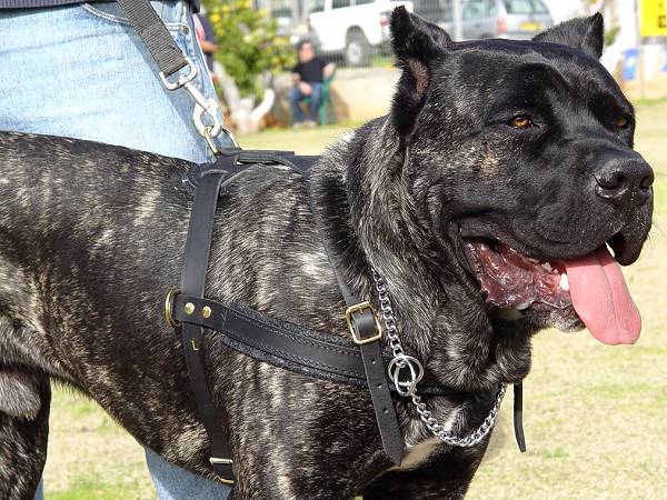 Tracking Pulling Walking Leather Dog Harness For Cane