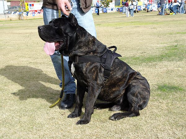 newfoundland cane corso mix