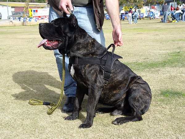 Cane corso deals newfoundland mix
