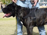 Cane Corso dog harness