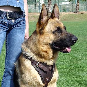 leather dog harness dor dog training , k9 dog training