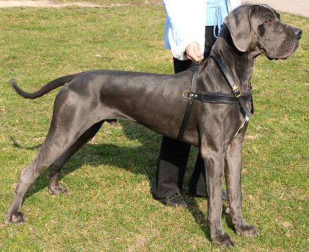 pulling tracking dog harness for great dane