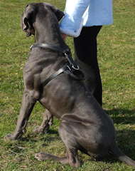 leather dog harness for great dane