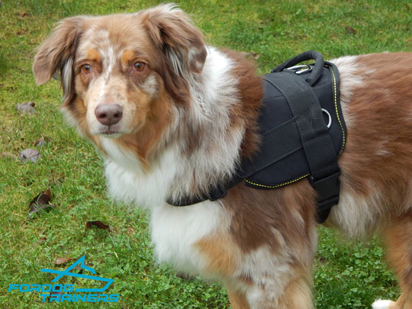 best dog collar for australian shepherd