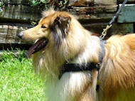 Collie harness for walking
