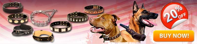 Dog Collars Walking in Style