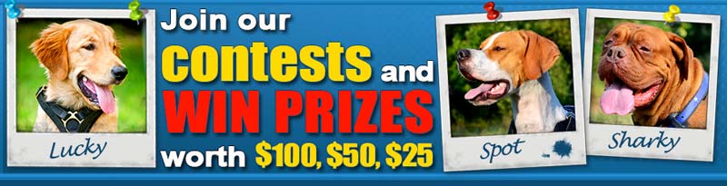 dog contest banner