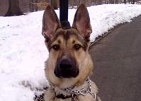 Bella uses Leather Dog Leash with Stainless Steel Snap Hooks Bella uses Leather Dog Leash with Stainless Steel Snap Hooks