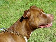 Brass Fur Saver Dog Collar for Pitbulls Brass Fur Saver Dog Collar for Pitbulls