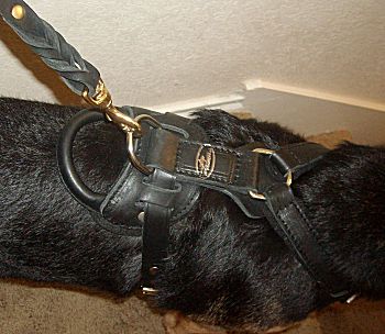 german shepherd leather harness top view - handle