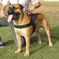 nylon dog harness with handle for wallcking, dog training bullmastiff