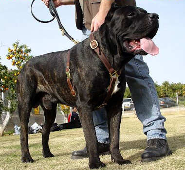 cane corso dog harness for tracking